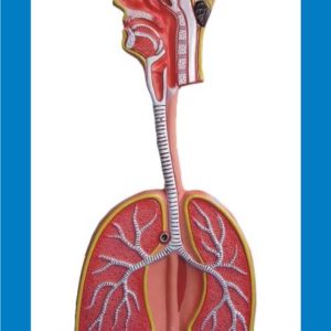 Biology Models - Anatomical/ Botanical/ Zoology- MEDILAB